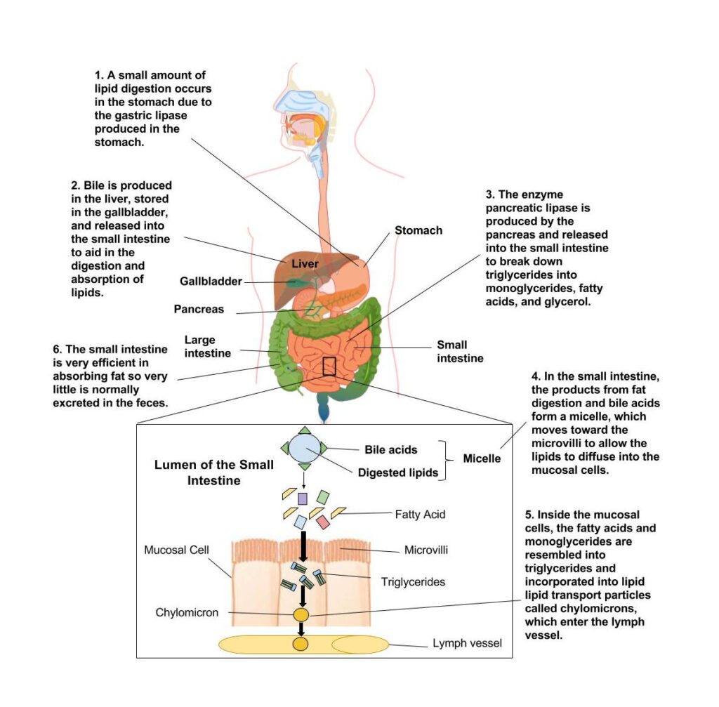 Lipid-Digestion-and-absorption