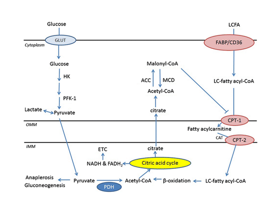 Reciprocal Regulation of Lipid Pathways