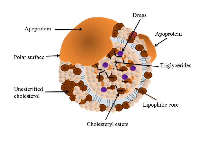 Structure of Lipoproteins