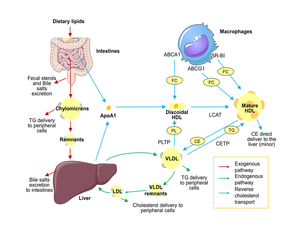 Transport of Lipids