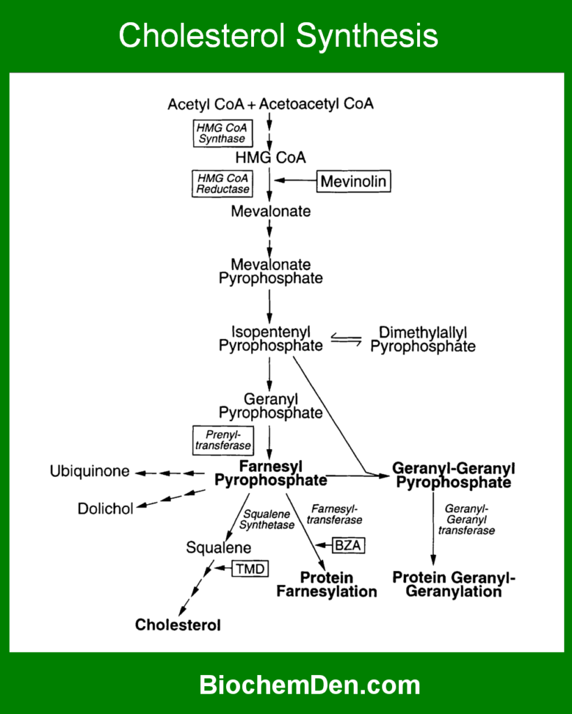 cholesterol synthesis