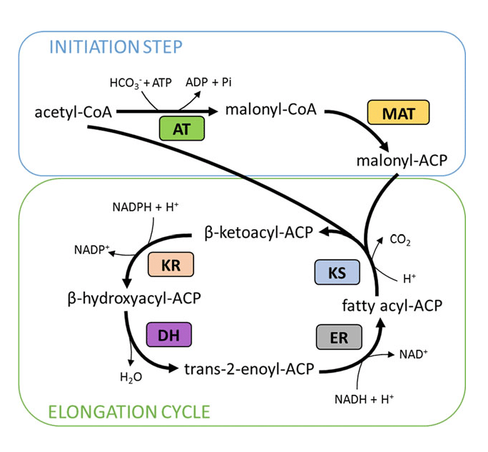fatty acid synthesis steps - Initial steps and Elongation steps