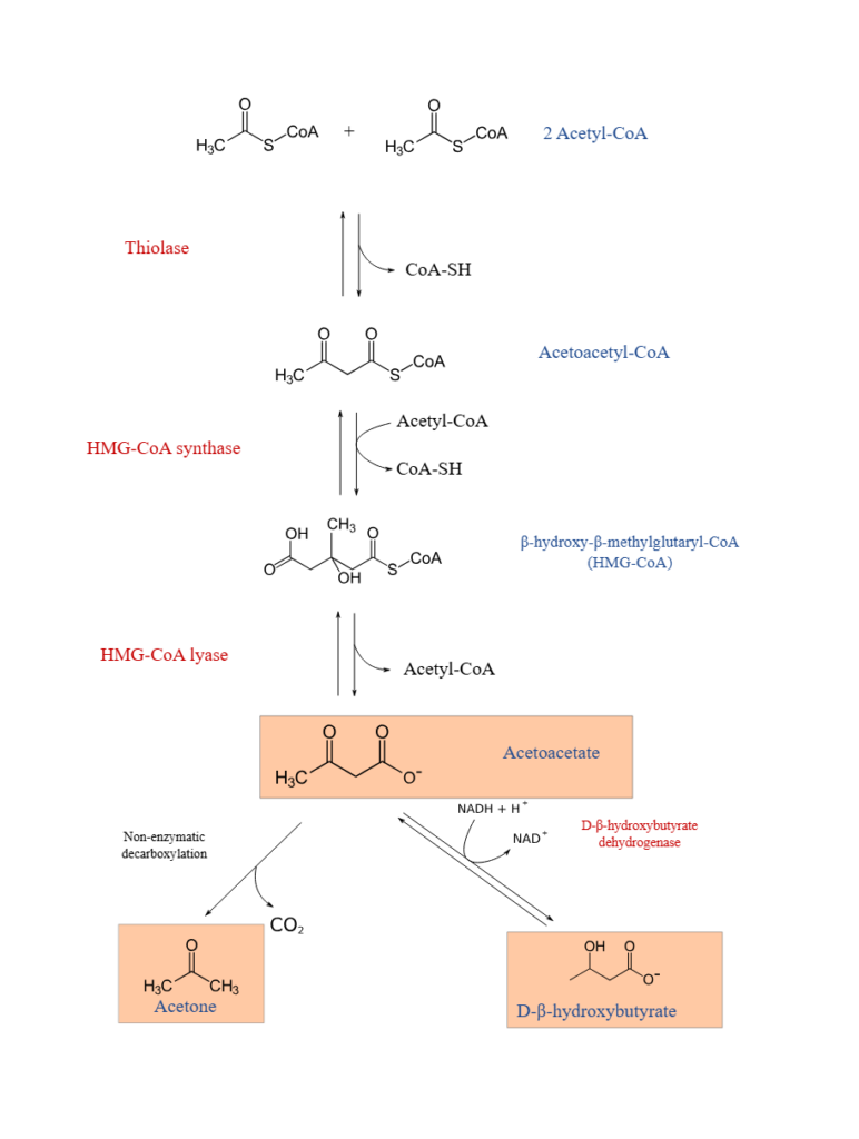 ketone bodies formation