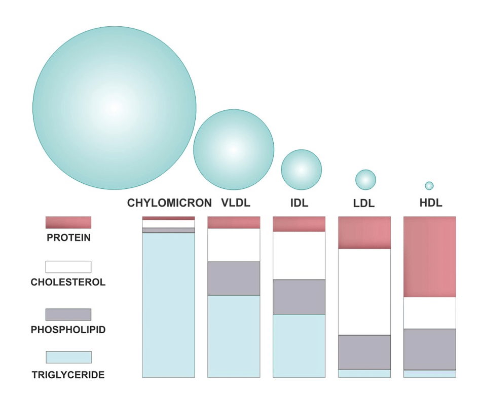 lipoproteins and its types