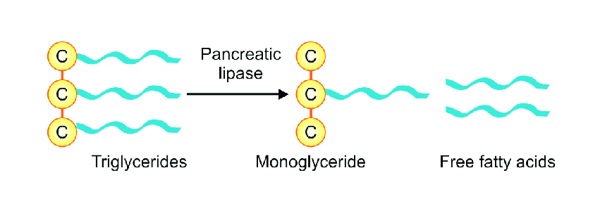 triacylglyceride hydrolysis