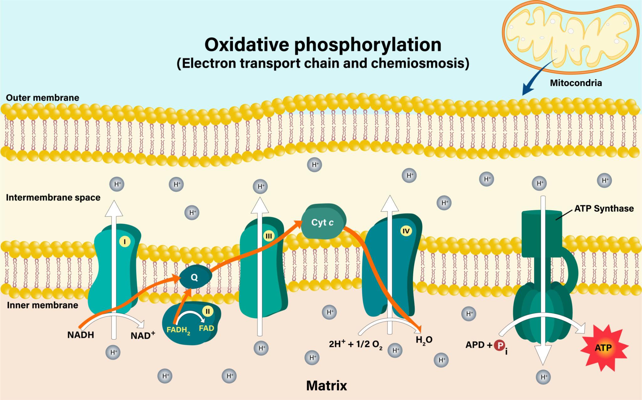 ATP Synthesis (Chemiosmosis)