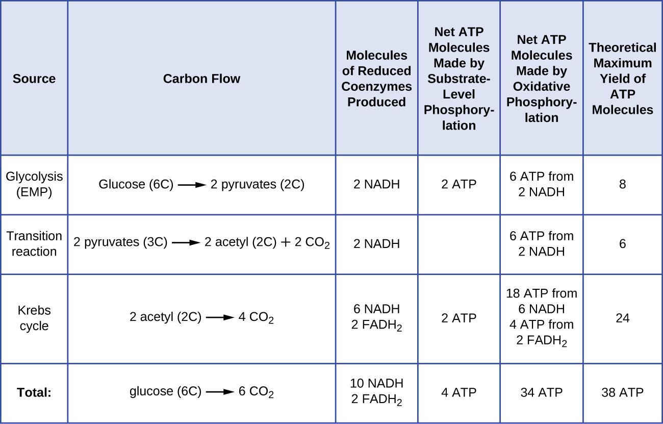 ATP production table