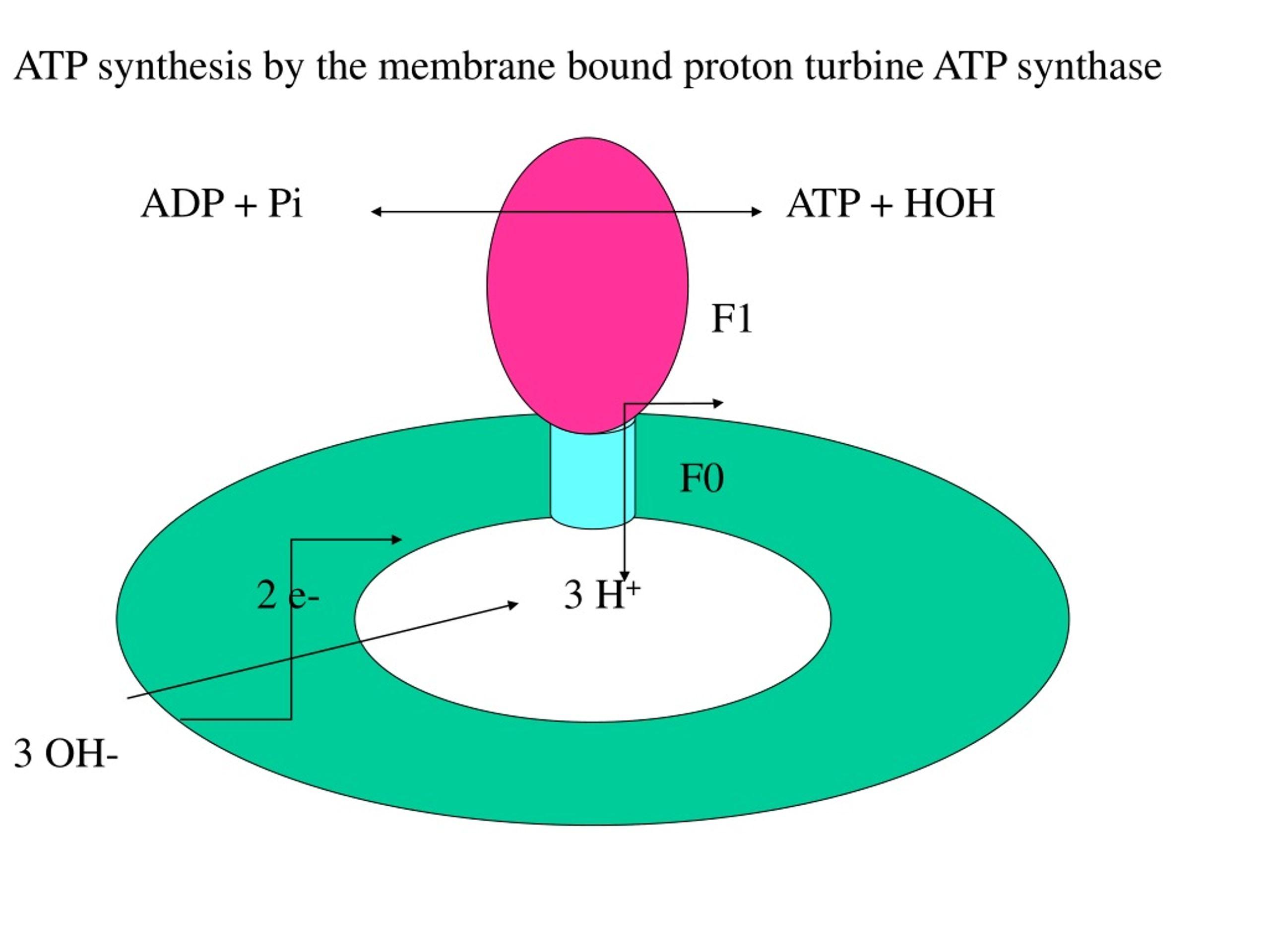 ATP synthase mechanism