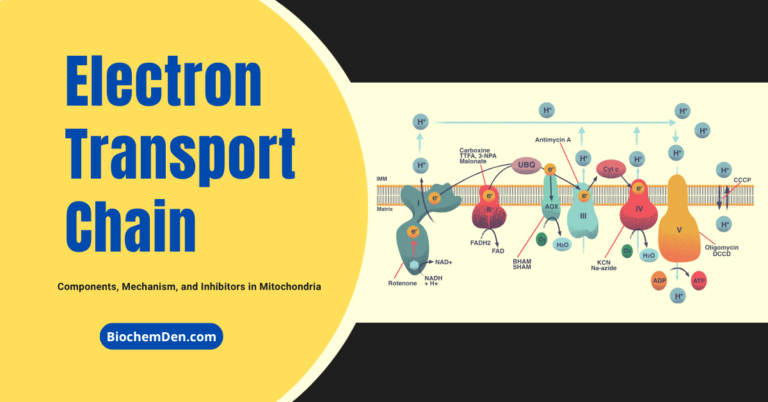 Electron Transport Chain