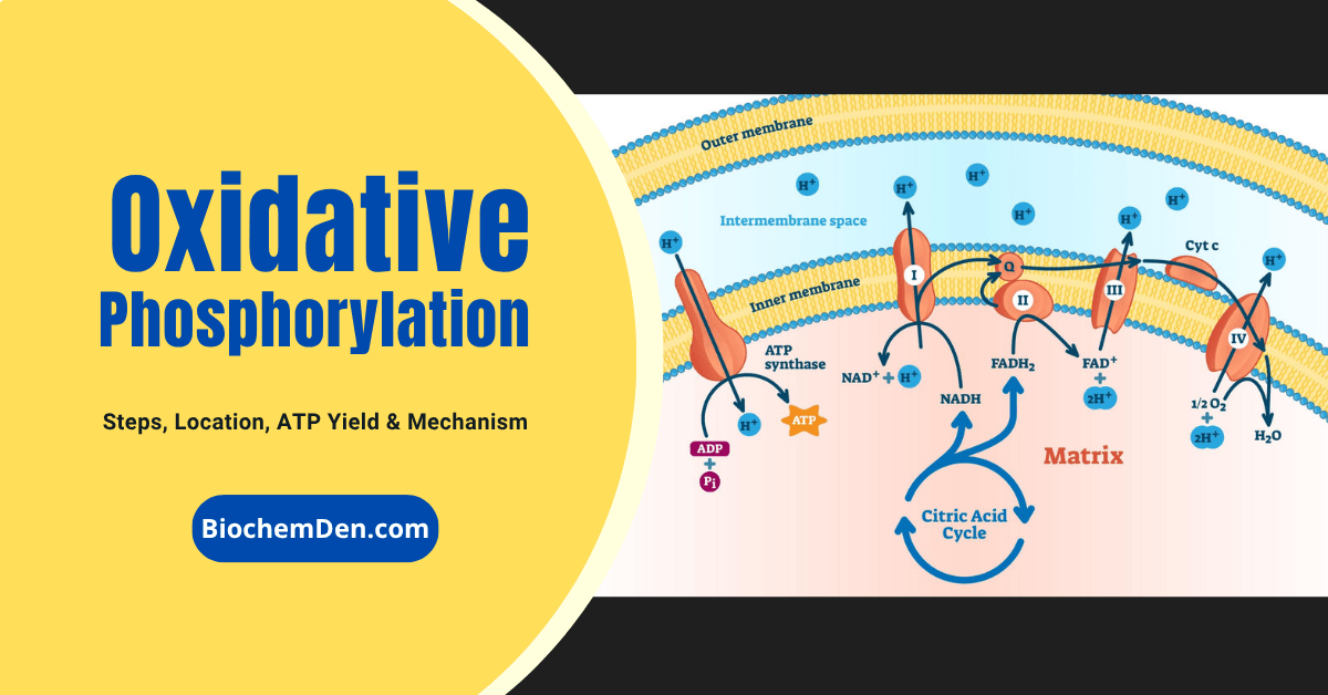 Oxidative Phosphorylation