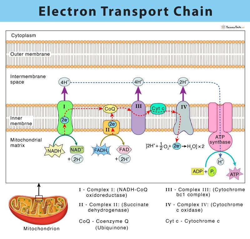 Structure and Components of the Electron Transport Chain