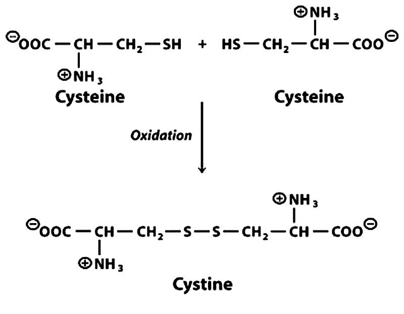 disulphide bond formation in proteins