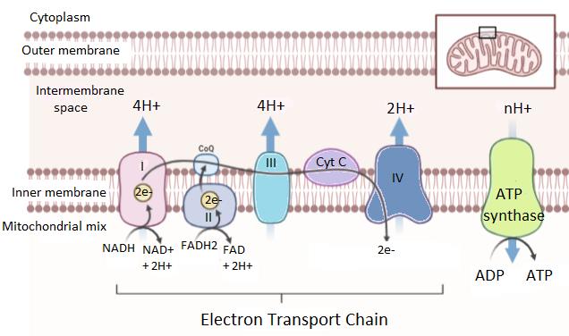 electron transport chain