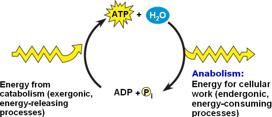 energy conversion