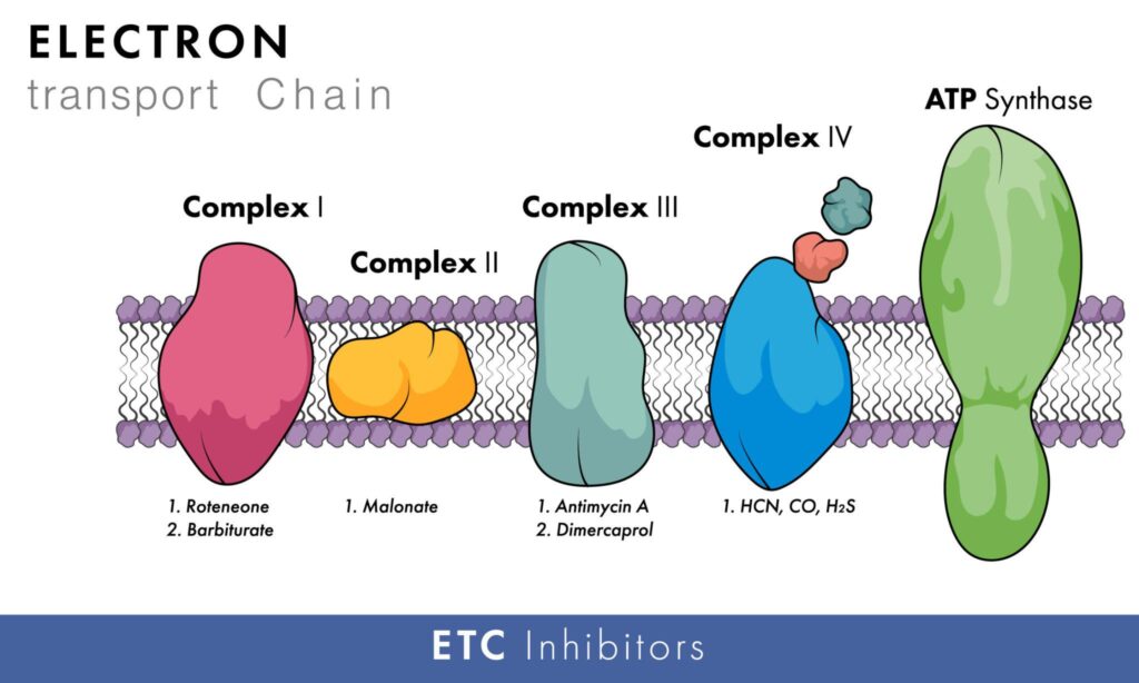 inhibitors of the Electron Transport Chain