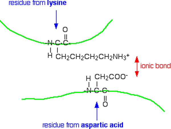 ionic bond in proteins