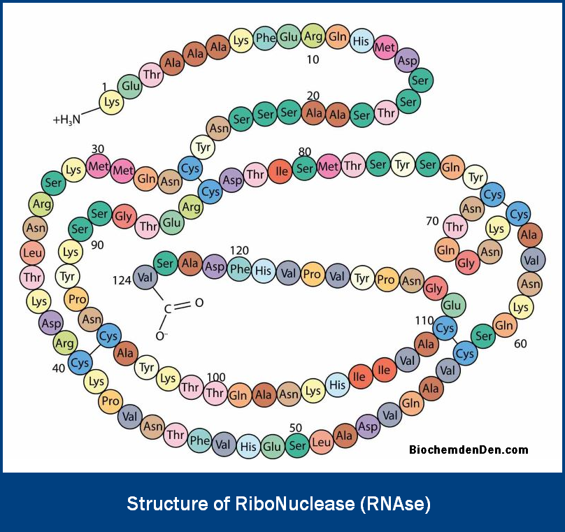 RNAse Structure