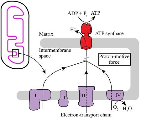 proton motive force