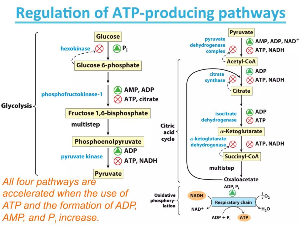 regulation of ATP production pathways
