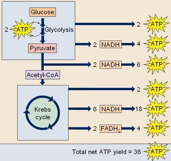 total ATP production in cellular respiration