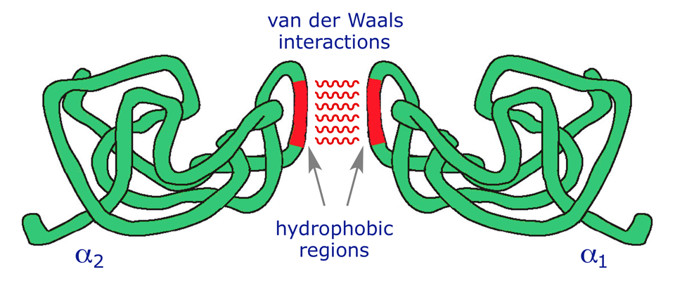 van der waals interactions in proteins