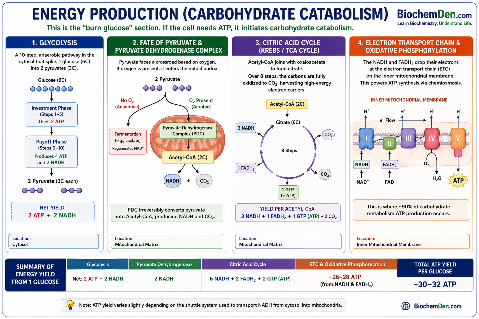 energy production - carbohydrate metabolism