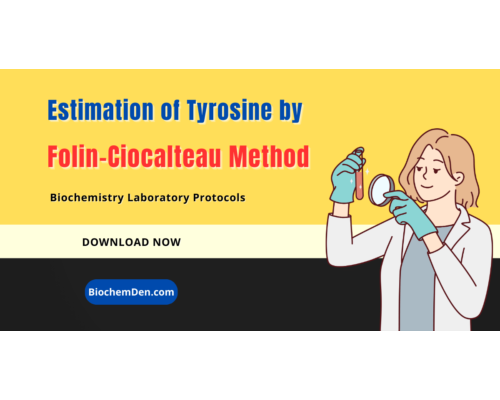 Estimation of Tyrosine by the Folin-Ciocalteau Method